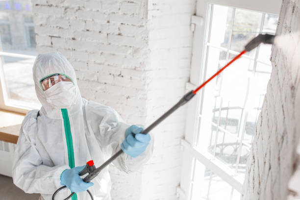 Why You Should Choose Our Mold Remediation Services in Alamo, TX